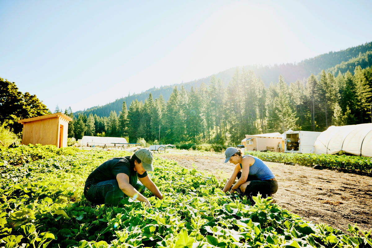 Restoring the Immune System of a Farm Community