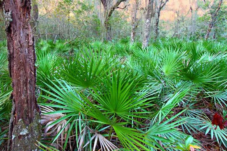 Saw Palmetto Oil Shows Promise For Hair Loss