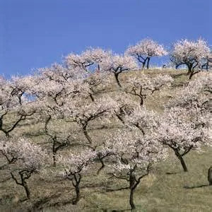 Almonds, Powerful Cure for Obesity and More
