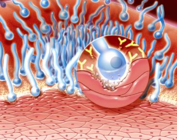Yeast Infection | Disease Information